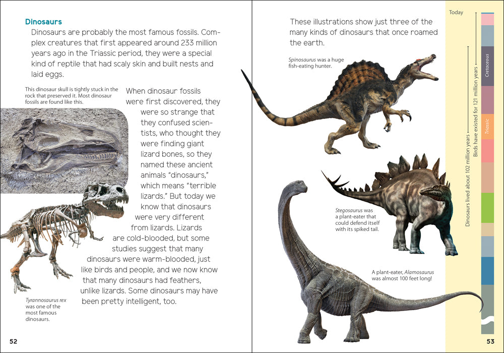 Fossils For Kids