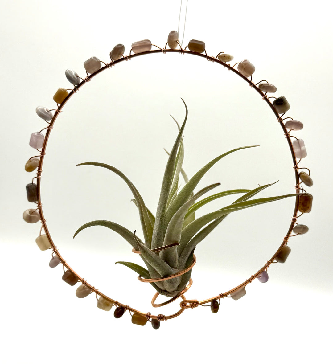 air plant wire frame Wire Wrapped Air Plant Suncatcher