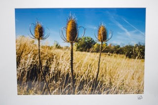 Bob Walma Prints